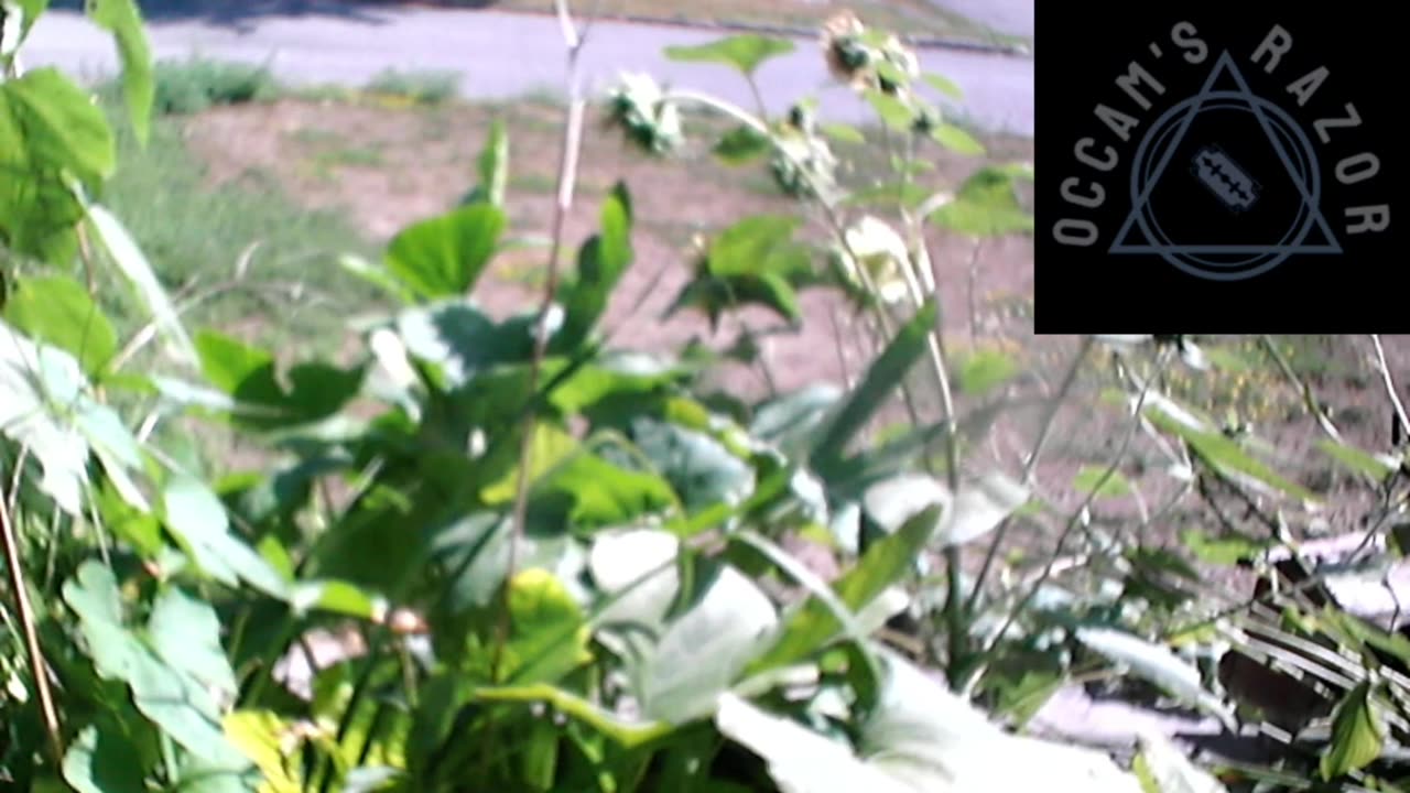 Butch the Sunflower