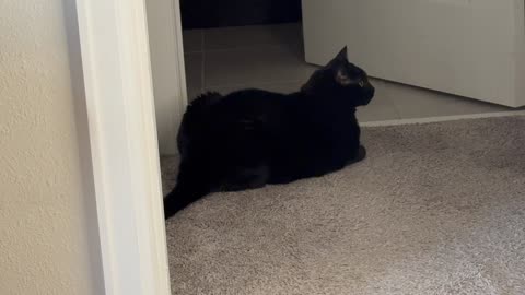 Cute Precious Piper Has a Goof Vantage Point - Adopting a Cat from a Shelter Vlog
