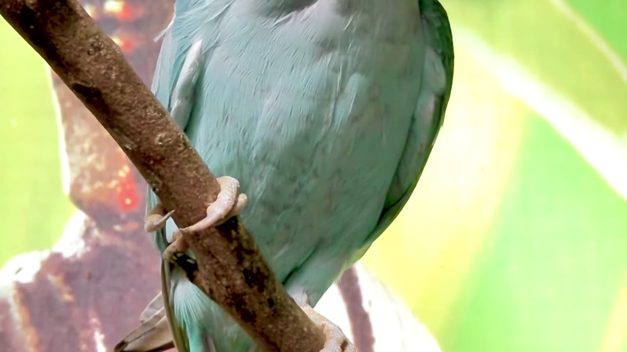 Being harmonious and in a peaceful coexistence