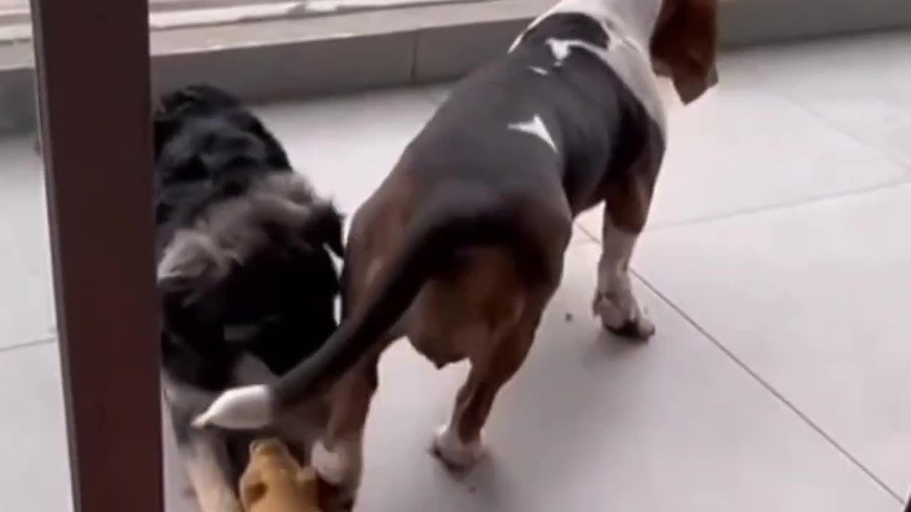 Adorable Chaos | Funny Cats & Kittens Vibes π±π₯