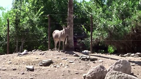 buin zoo