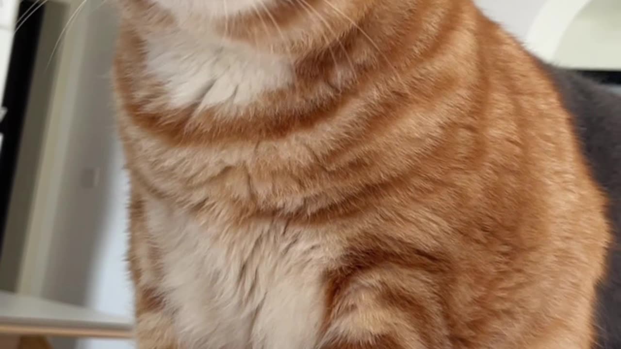 The cat didn't make any noise when I brought it home. Is the speaker broken?