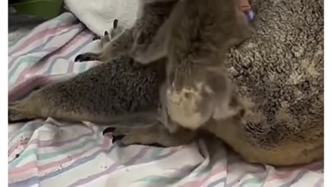 Koala bear falls and a guy takes her to the vets