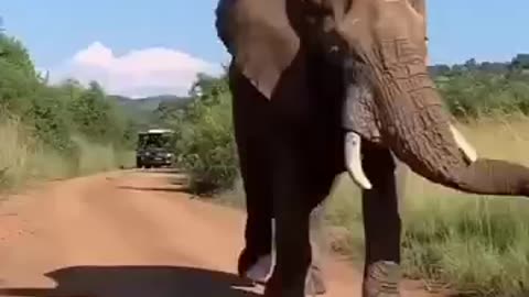 Elephant Dancing