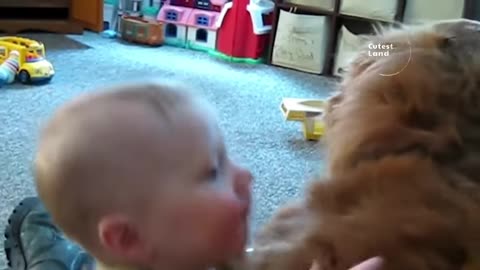 here are the funniest animal videos compilation - the funniest cat and dog moments compilation