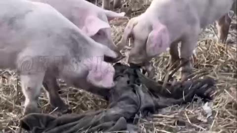 Warning! A Feast For Pigs in Kursk Oblast