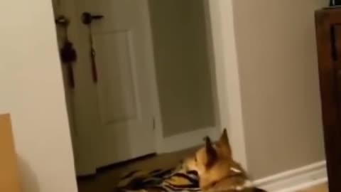 Dogs React Hilariously When Owners Disappear! 😂🐶 | Câini Reacționează Amuzant Când Stăpânii Dispar!