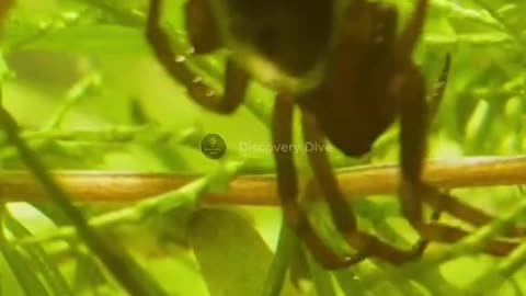 marinebiology naturelover nature underwaterspider
