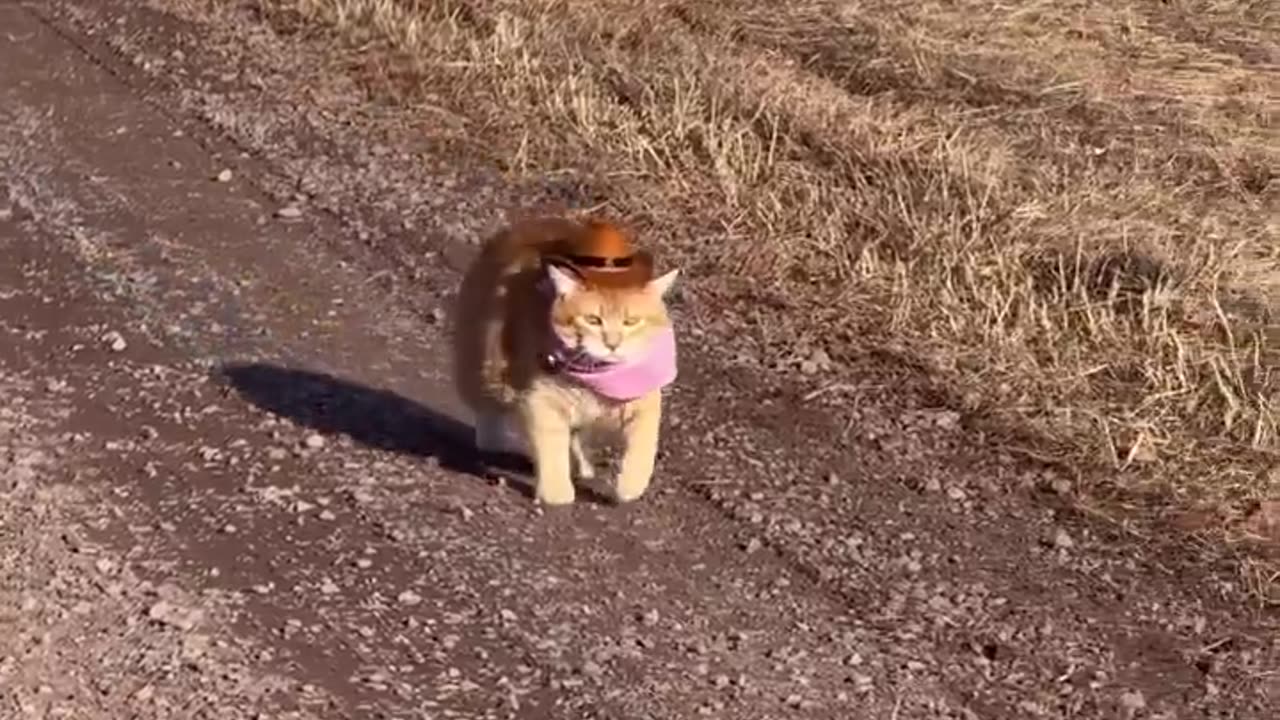 Meowdy purrtners. Watch out, Pumpkin is moseying along.