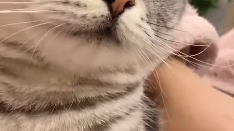 Cute Cats & Funny animals compilation