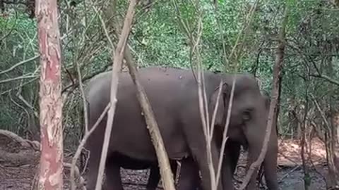 Travel wildlife video elephants moments