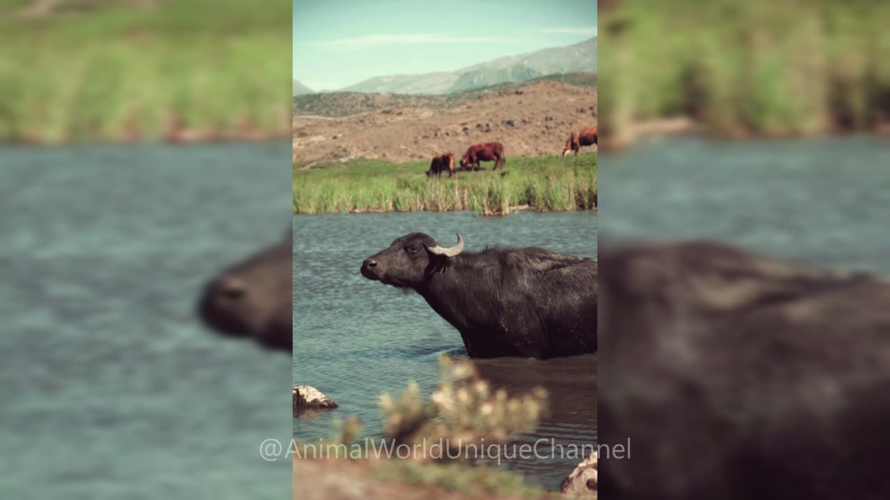 Water Buffaloes in the Wild