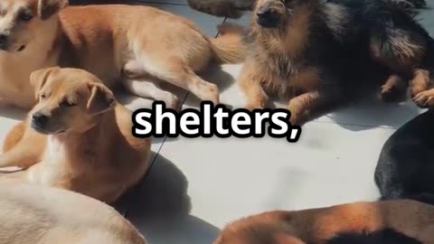 Why Did the Supreme Court Order Stray Dog Roundup? Shocking Reason!