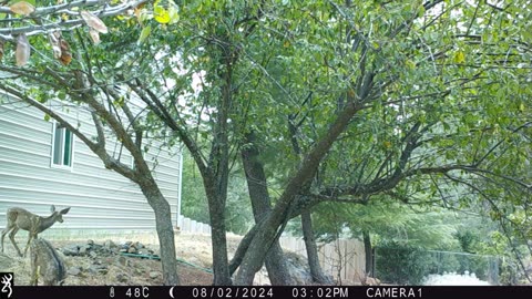 Racoons and deers feeding on a plum tree