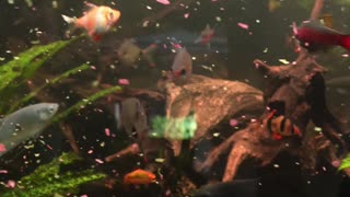 Food Challenge: Africa vs. Asia, Lake Malawi vs. Asian Jungle Aquariums