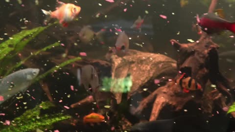Food Challenge: Africa vs. Asia, Lake Malawi vs. Asian Jungle Aquariums