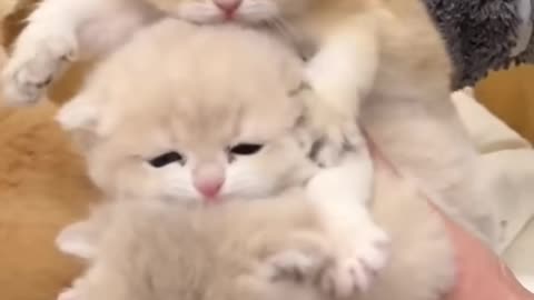 🐱 Funny cat videos _ cute cats _ Try not to laugh _2025