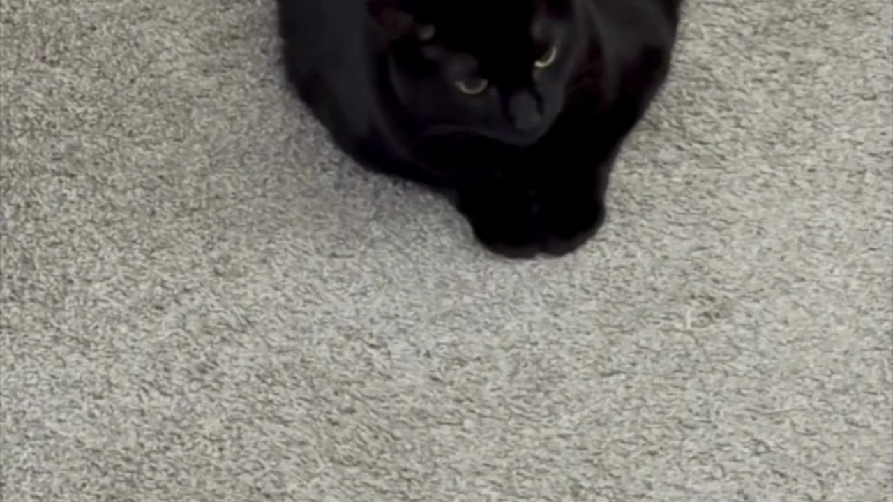 Cute Precious Piper Holds Her Paws Daintily - My Adopted Shelter Cat Vlog #shorts