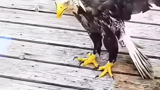 Rescue an eagle