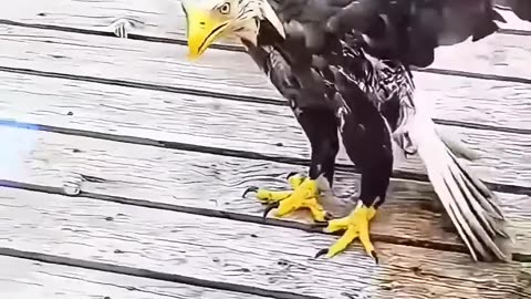 Rescue an eagle