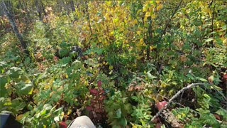 Canada's Beauty_ Discovering Nature's Magic in Every Season! #livingoffgrid #naturelover