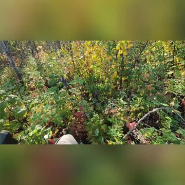 Canada's Beauty_ Discovering Nature's Magic in Every Season! #livingoffgrid #naturelover