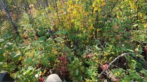 Canada's Beauty_ Discovering Nature's Magic in Every Season! #livingoffgrid #naturelover