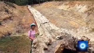 Petrified tree trunk or giant bones?