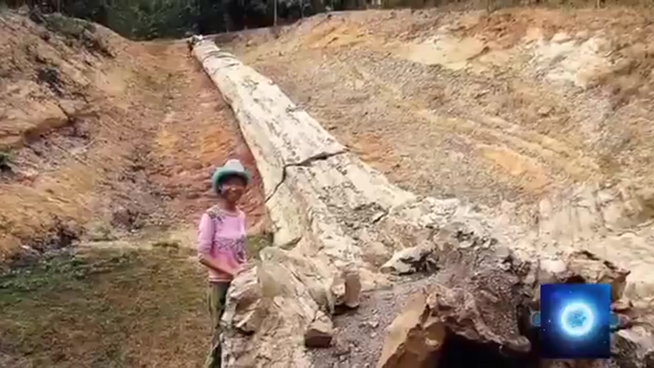 Petrified tree trunk or giant bones?