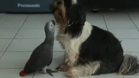 African Grey Parrot VS Dog