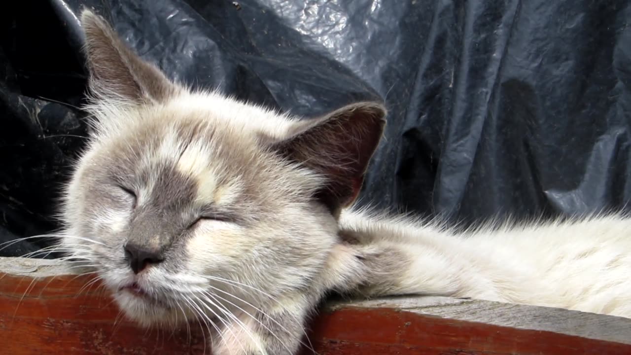 A cute cat resting