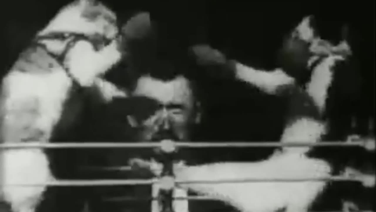 Cat Boxing Fight 1894