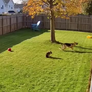 Kitty stealing eagle thwarted by German Shepherd. Back yard hero!