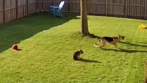 Kitty stealing eagle thwarted by German Shepherd. Back yard hero!