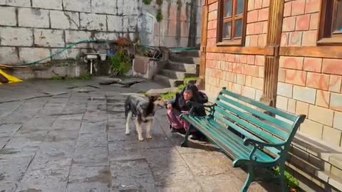 Must Watch: A stray dog with a bone stuck in its mouth is saved by rescuers