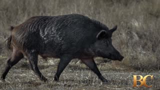 Wild pigs found with blue meat in California spark alarm