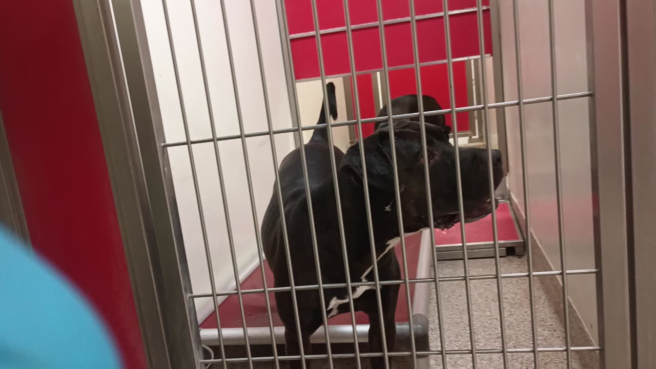 Raven-left 3y A797021 Beaumont-right 3y A860765 kennel 203 PACC shelter up-down ruffles20250706_472
