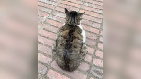 New Funniest Cats and Dogs Clips 2025😼🐶Try Not To Laugh😜 Part 1