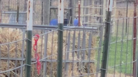 Eagle and Duck Hanging Out Next to Each Other