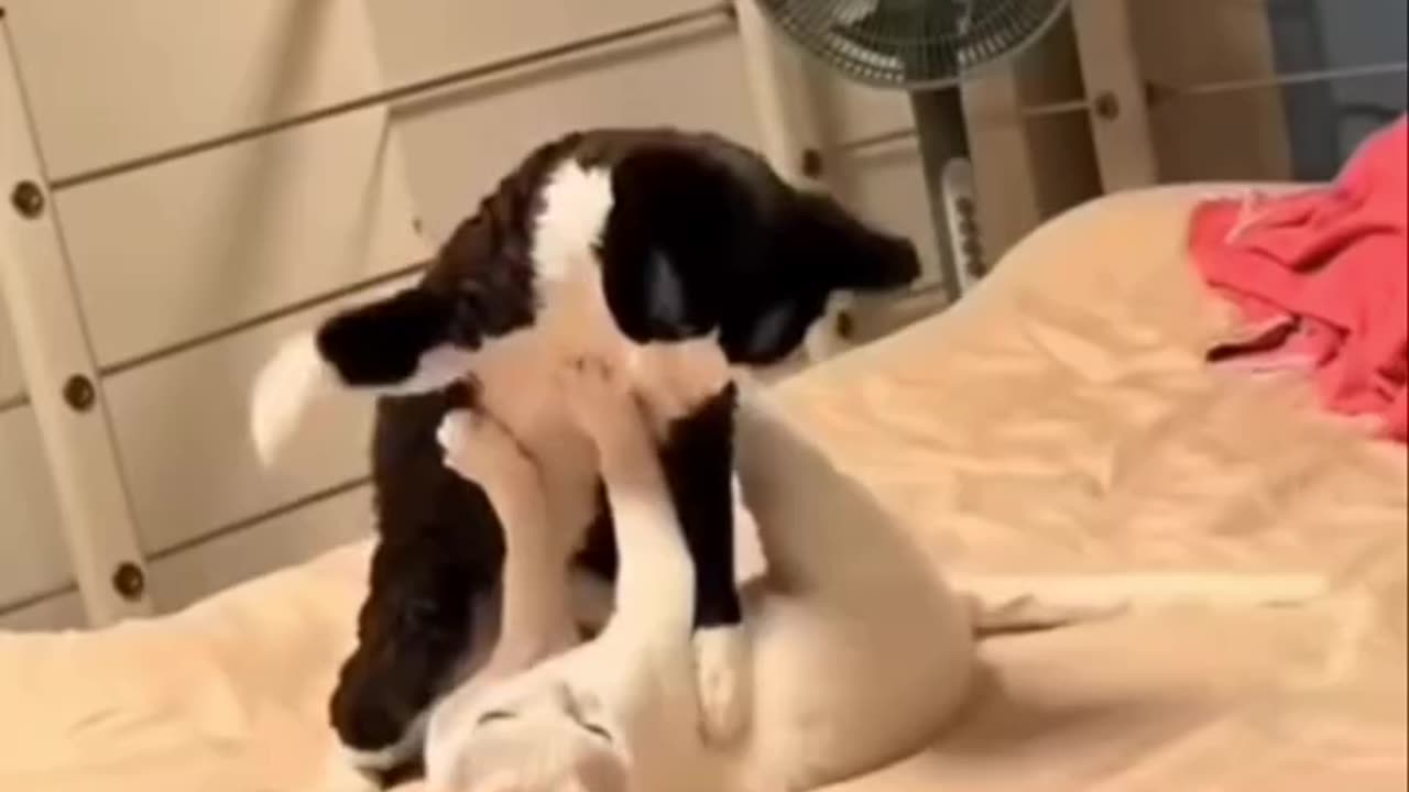 Funny cat 🐈 😻 🐈‍⬛