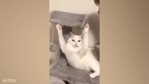 Silly Cat Funny Cat