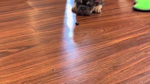 Blueberry Play Time