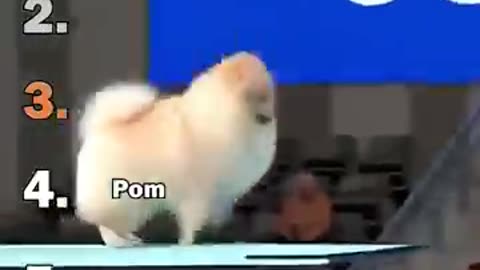 diving dogs