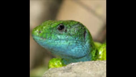 BEST Reptilian Conspiracy Researchers on the internet.IO