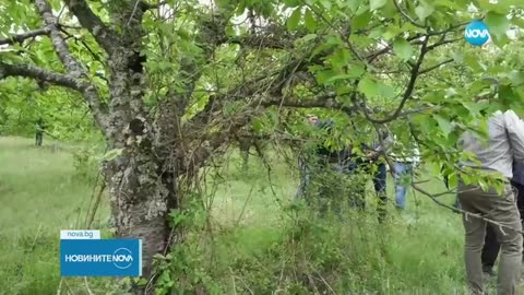 Ще има ли череши българско производство това лято