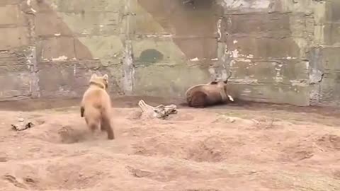 Cat Falls Into Bear Enclosure! 😳