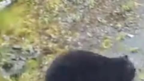 Bear hunting