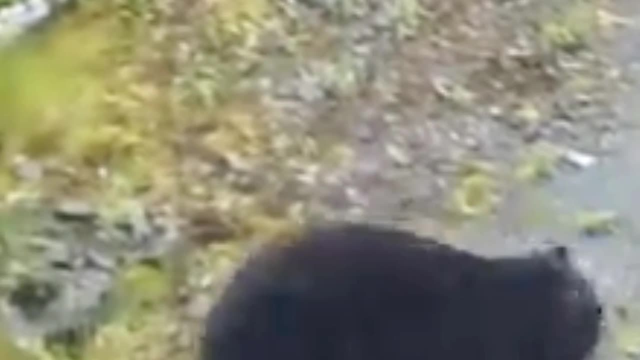 Bear hunting