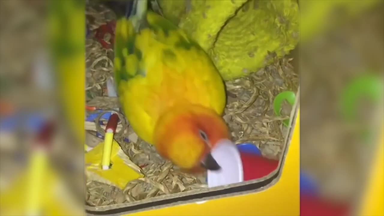 💙funny animals video🤣🙈🐶