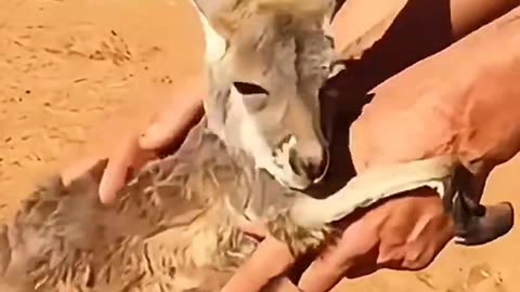 A family adopted a baby kangaroo.